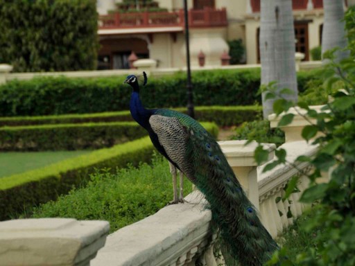 Naksha Gardens at Rambagh Palace, Jaipur