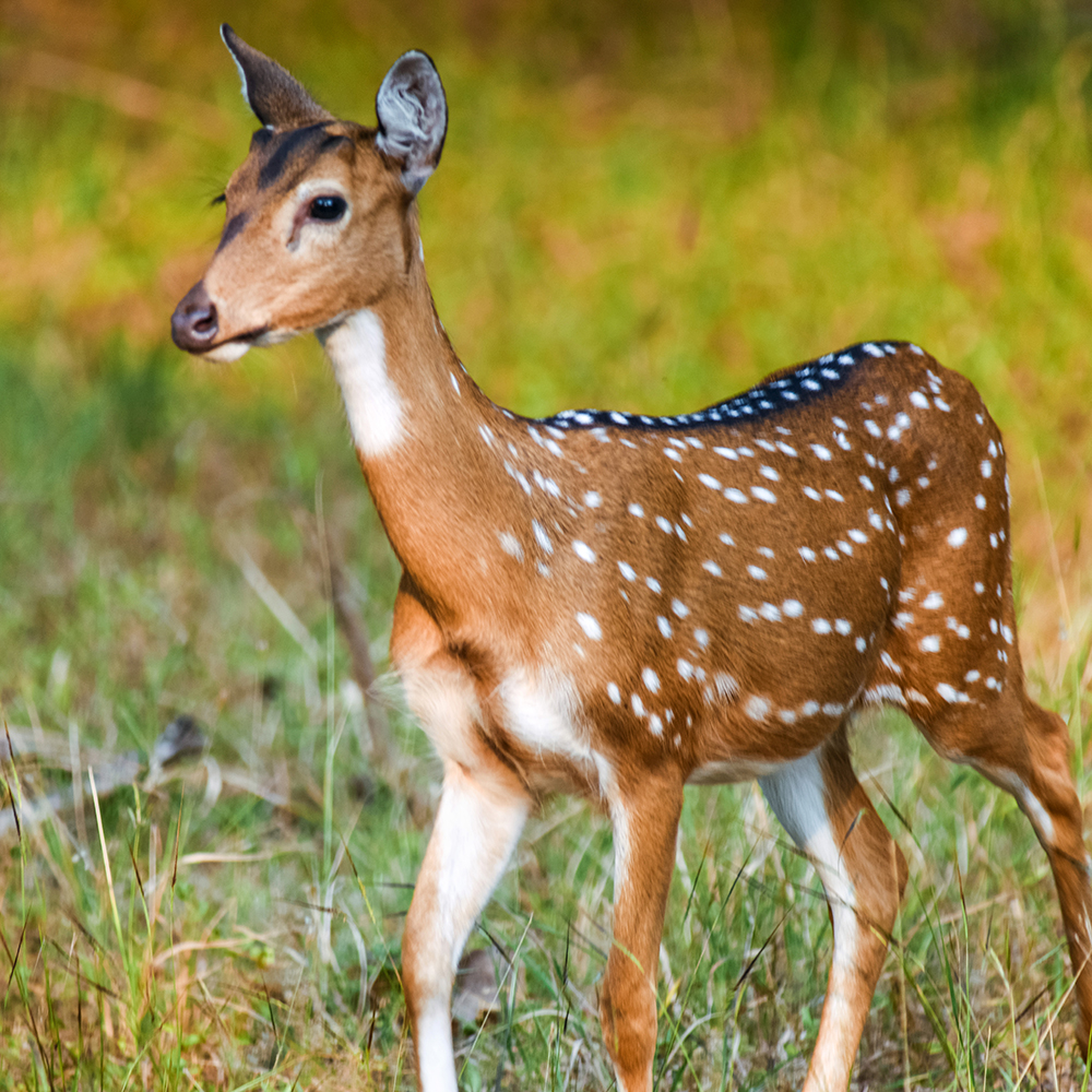 Best Places to Visit & Things to Do in Pench National Park | Taj Holidays