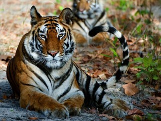 Tiger Safaris Panna National Park